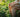 Traitement CBD arthrose soulagement naturel douleur